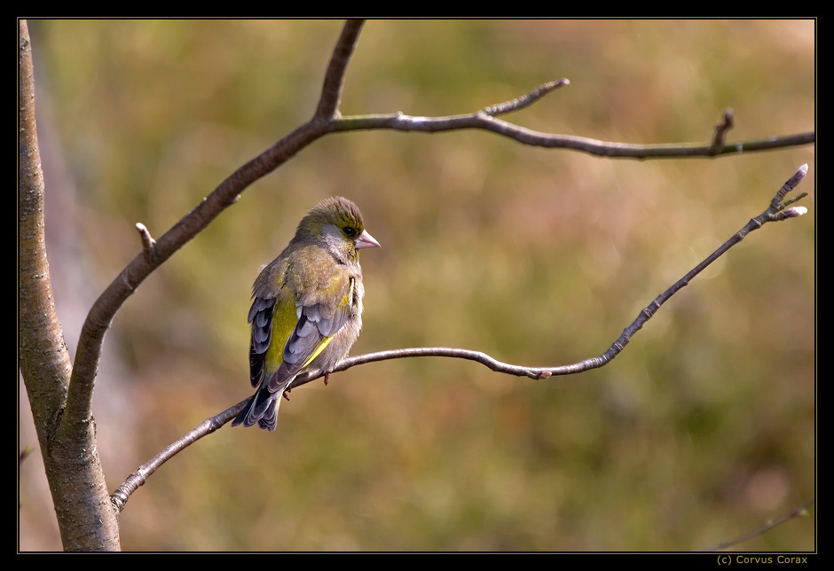 Впереди лето зеленушка Carduelis chloris