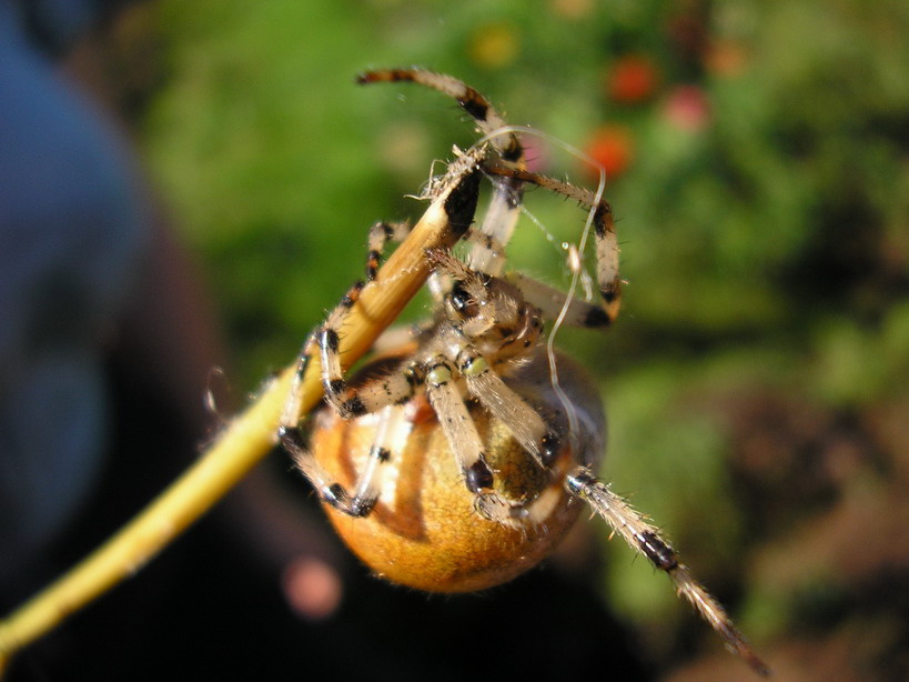 spider 