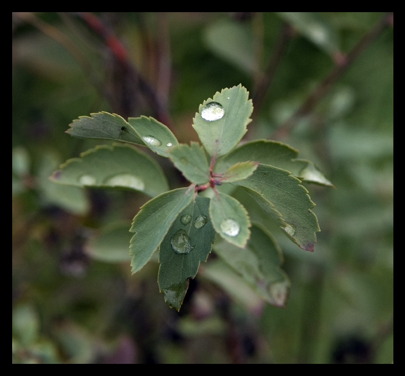 Autumn  morning last tears 