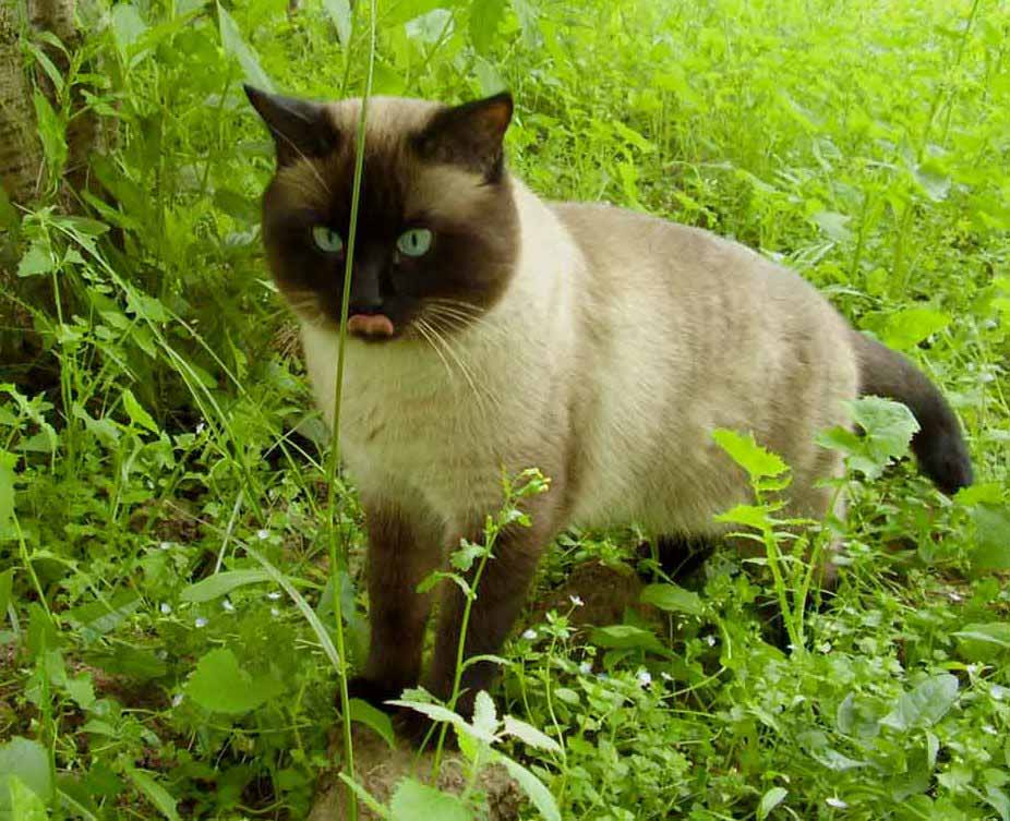 Веселая прогулка кот лето