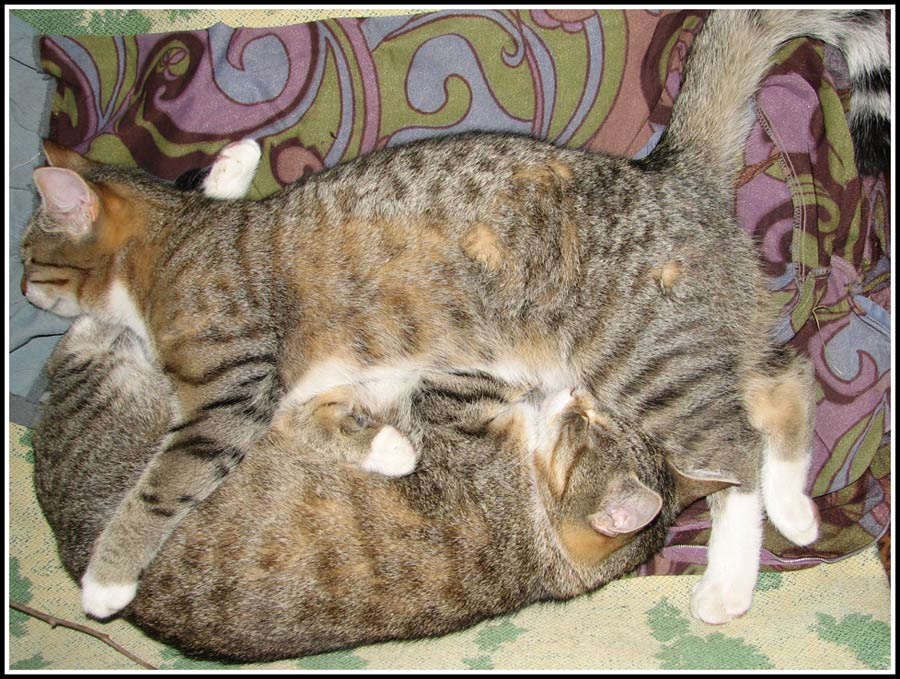 Инь-Янь кошки инь янь