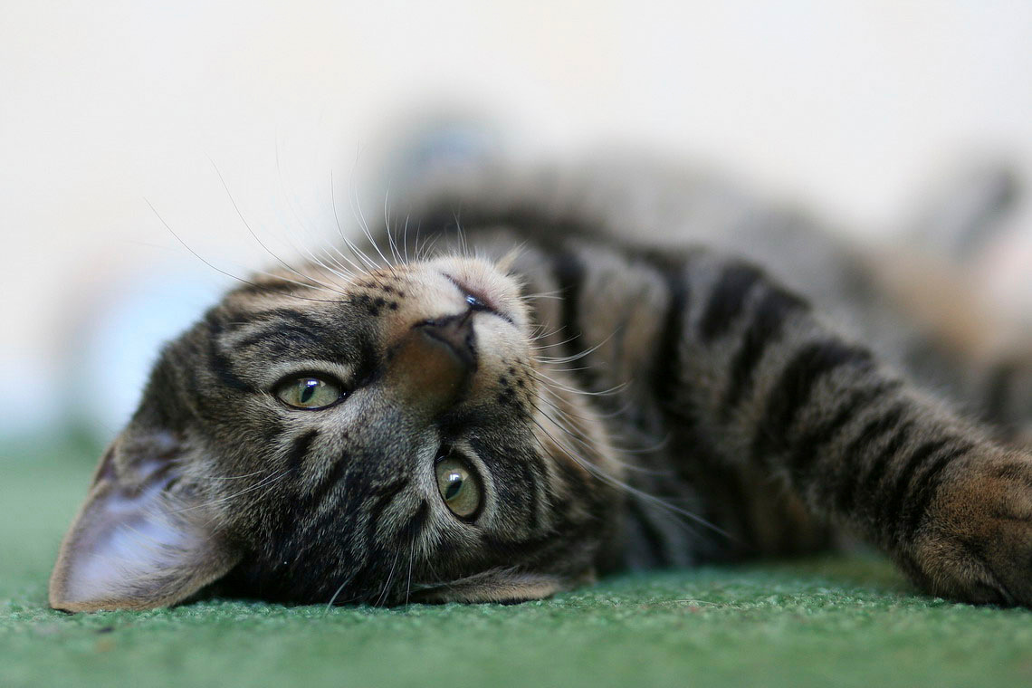 Кошачья Кот