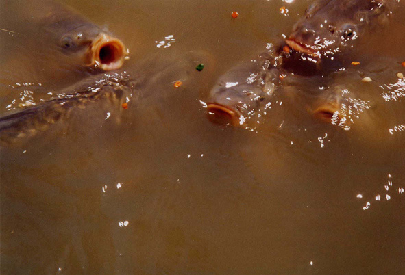 На рыбалке вода рыбы