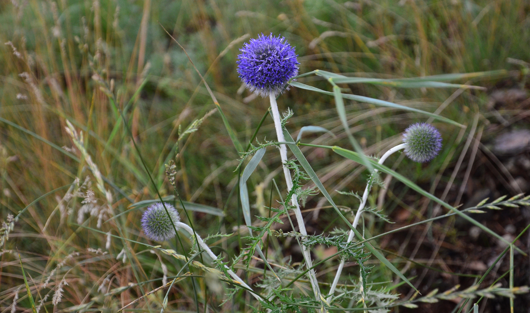 "Шарики" 