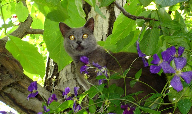 Кот на дереве кот дерево цветы