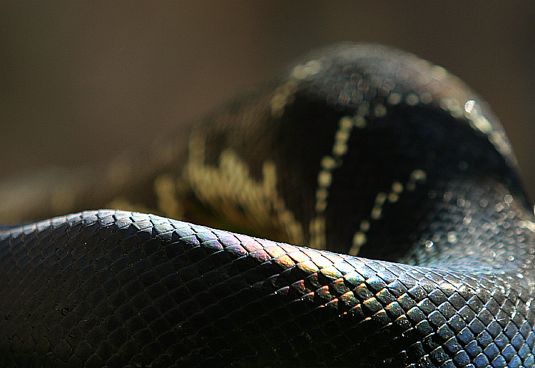 snakeskin 