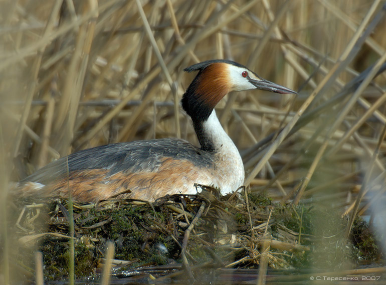 Наседка водоплавающая птица чомга podiceps cristatus большая поганка природа Южный Урал