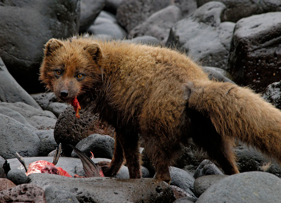 Какой такой павлин-мавлин! Мы куууушаем. Песец, Alopex lagopus, Arctic Fox, St. George Island, the Pribilofs, Bering Sea, Alaska