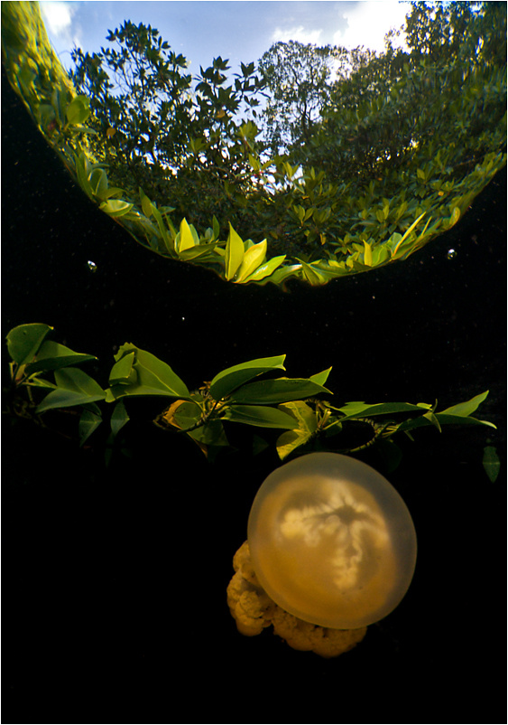 Озеро медуз Jellyfish Lake