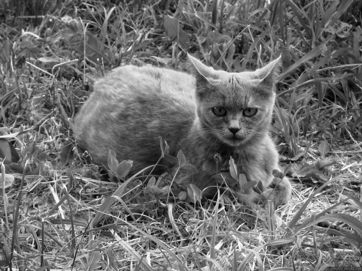 *** cat