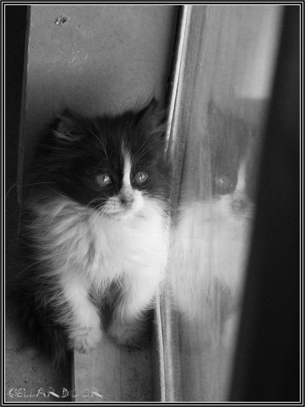 А за окном шёл дождь... котёнок на чердаке