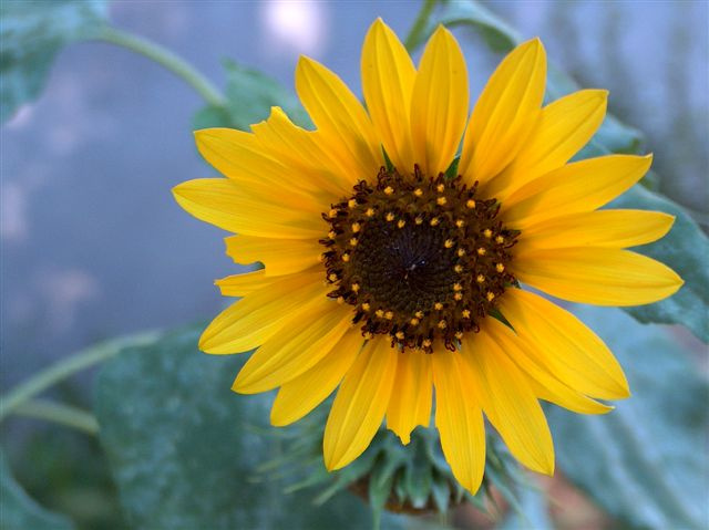 Sun 