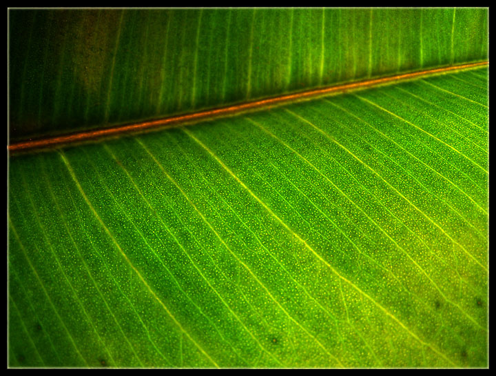 leaf лист, растение, зелень