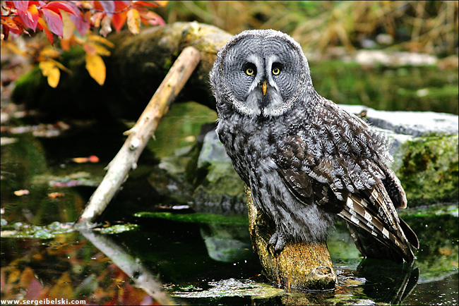 owl owl bird