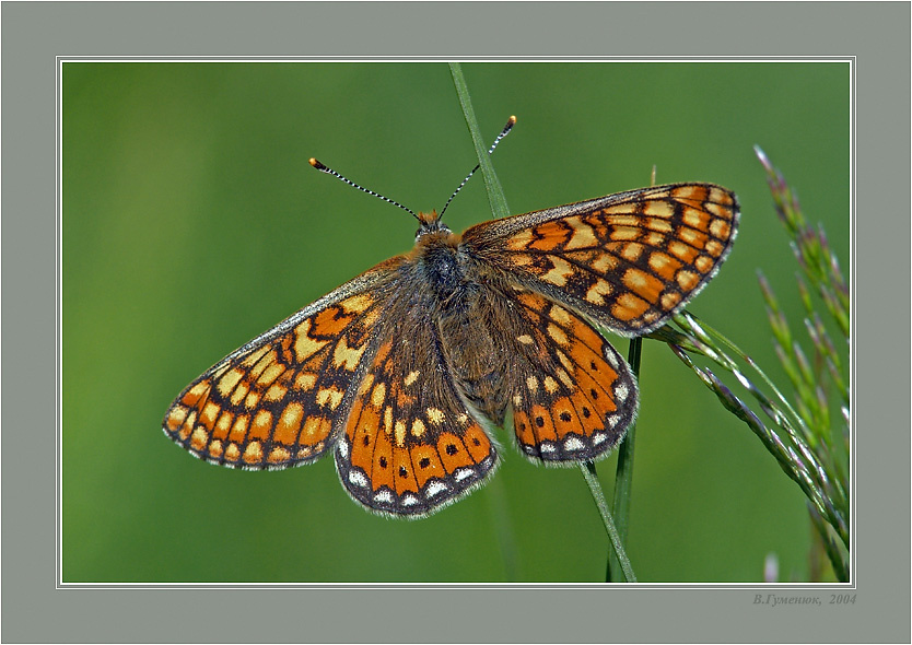 Шашечница авриния бабочка Шашечница авриния Euphydryas aurinia