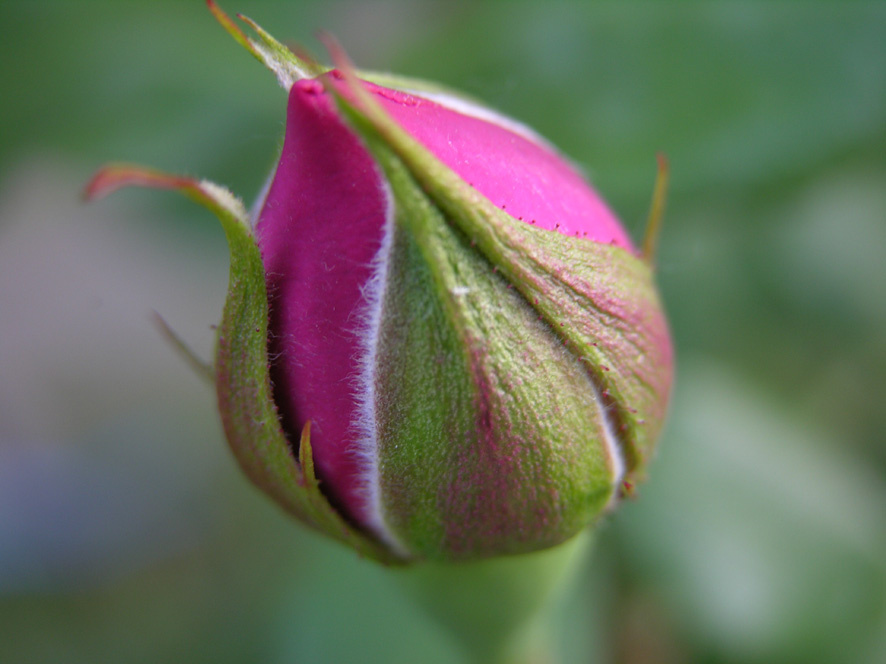 roze 