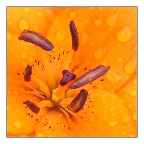 orange оранжевый цветок