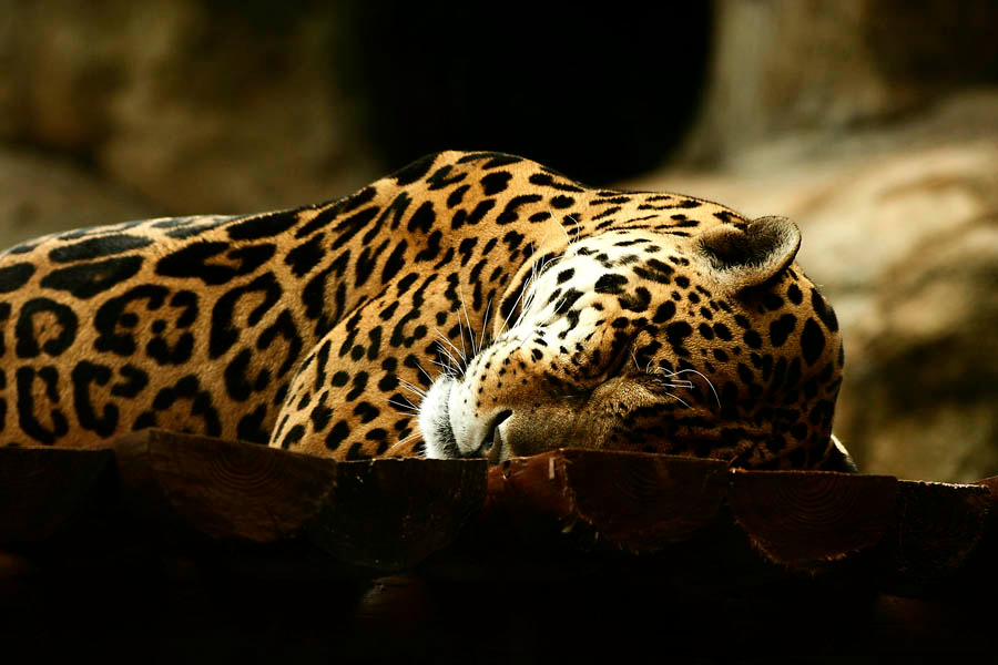 Спящий 
