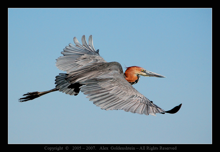 Goliath Heron (Ardea goliath) Африка, Кения, озеро-Найваша, Цапля-голиаф, Goliath-Heron, Ardea-goliath