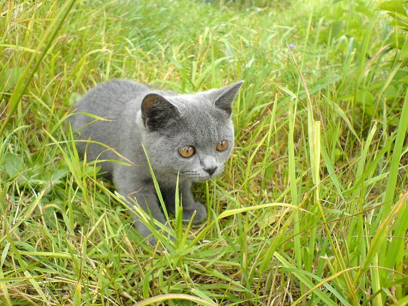 Громча кот, кошка, котёнок