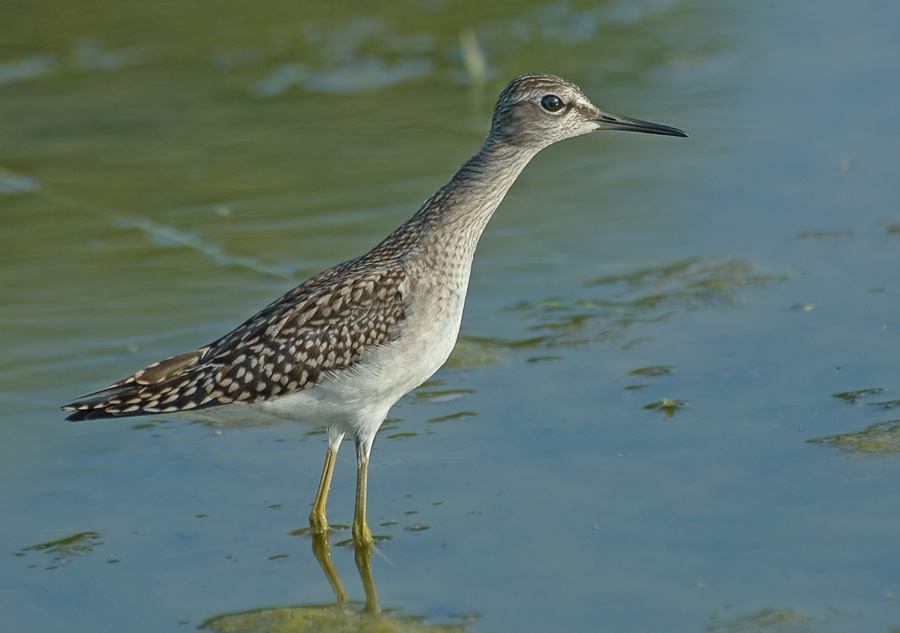 Фифи Фифи, Wood sandpiper, Tringa glareola