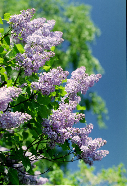 Lilac Lilac