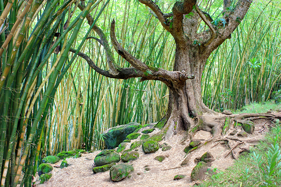 Кауаи Гавайи Кауаи Калалау Hawaii Kauai Kalalau Trail hike
