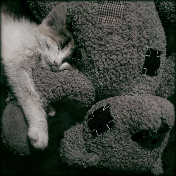 I love teddy bear teddy bear and teddy cat