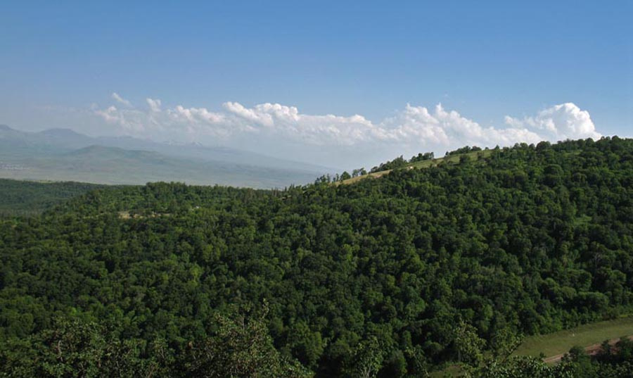 Forest лес