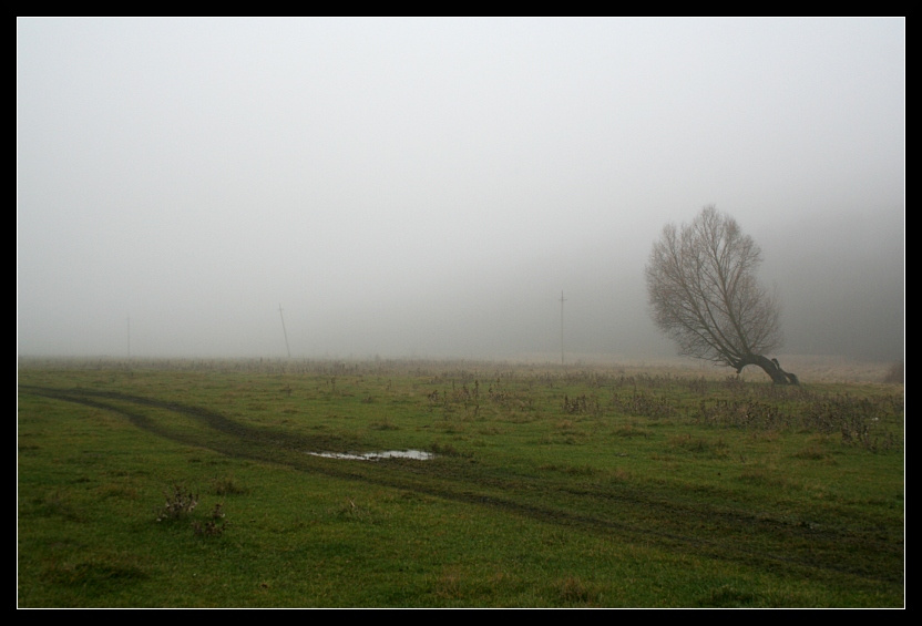 *** дорога туман ива дерево село деревня