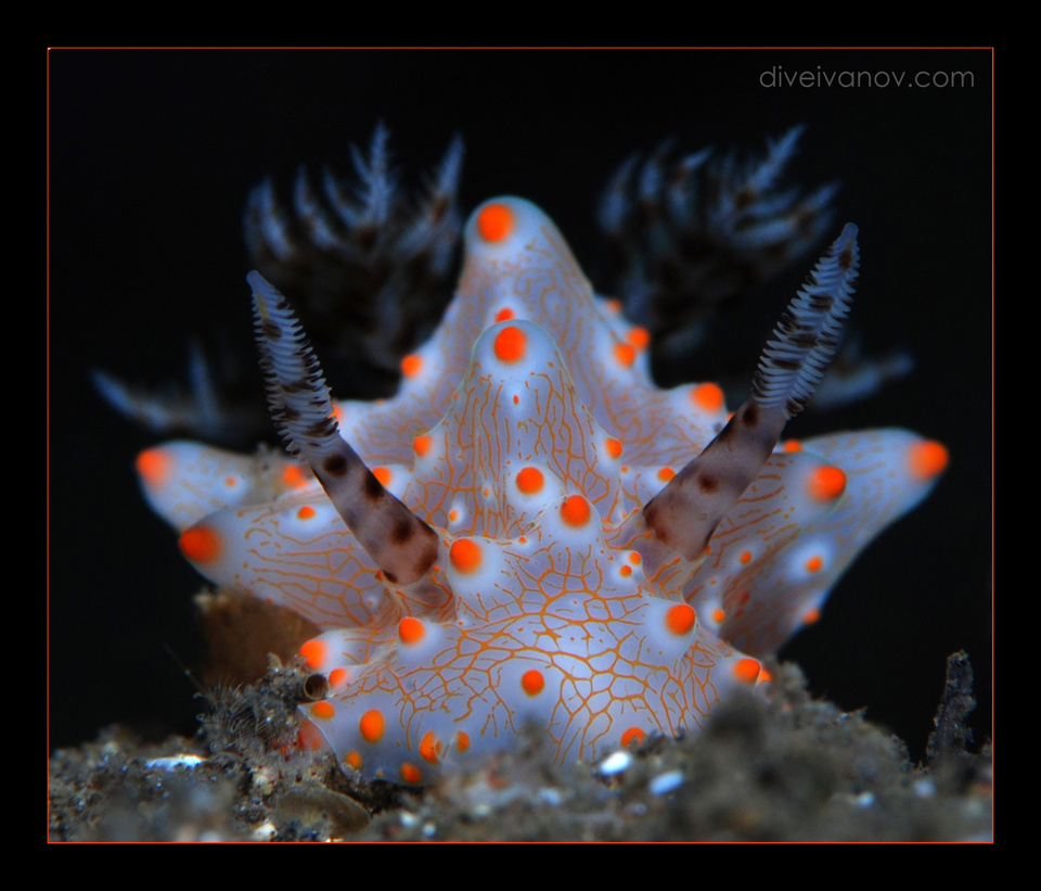 " Корона " Nudibranch голожаберный моллюск Halgerda batangas