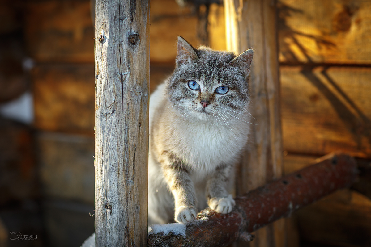 Серъезный Котэ кошка котенок кот домашние питомцы взгляд серьезный