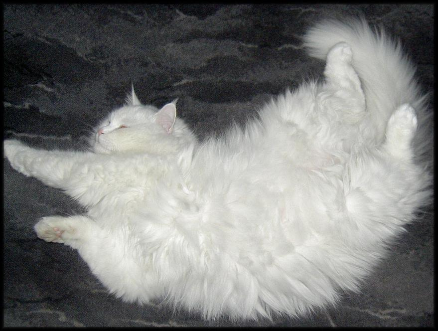 коша кот