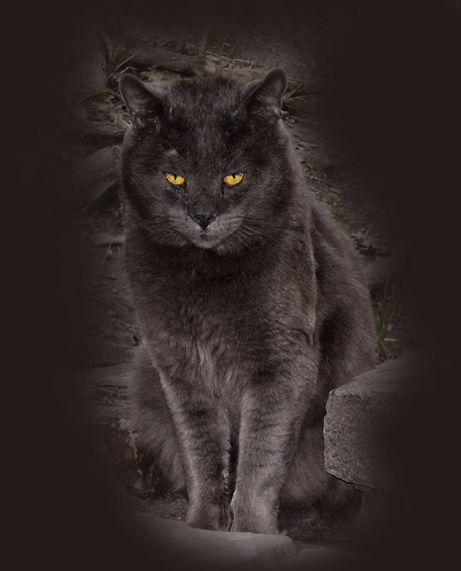 хищник сумерков кот, хищник, тени, сумерки