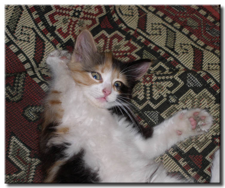 *** Котенок