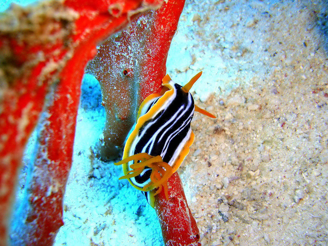 На красном Красное море, Хургада, Хромодорис четырехцветный, Chromodoris quadricolor