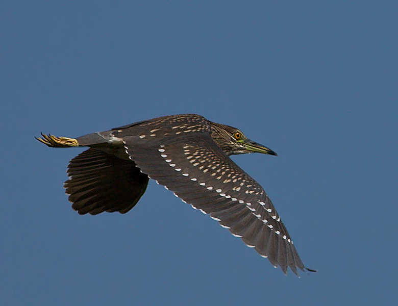 Молодая кваква в полете Nycticorax nycticorax