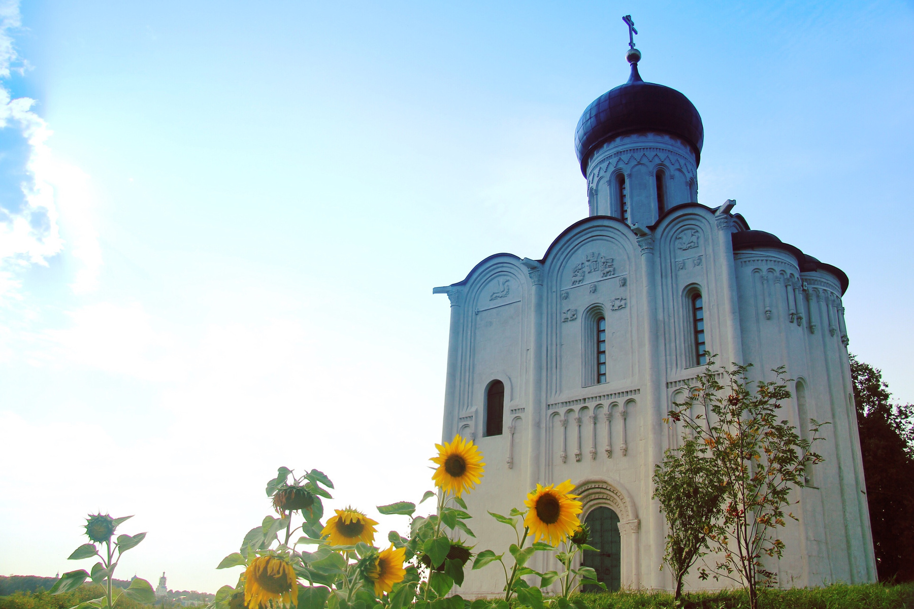*** Подсолнухи 