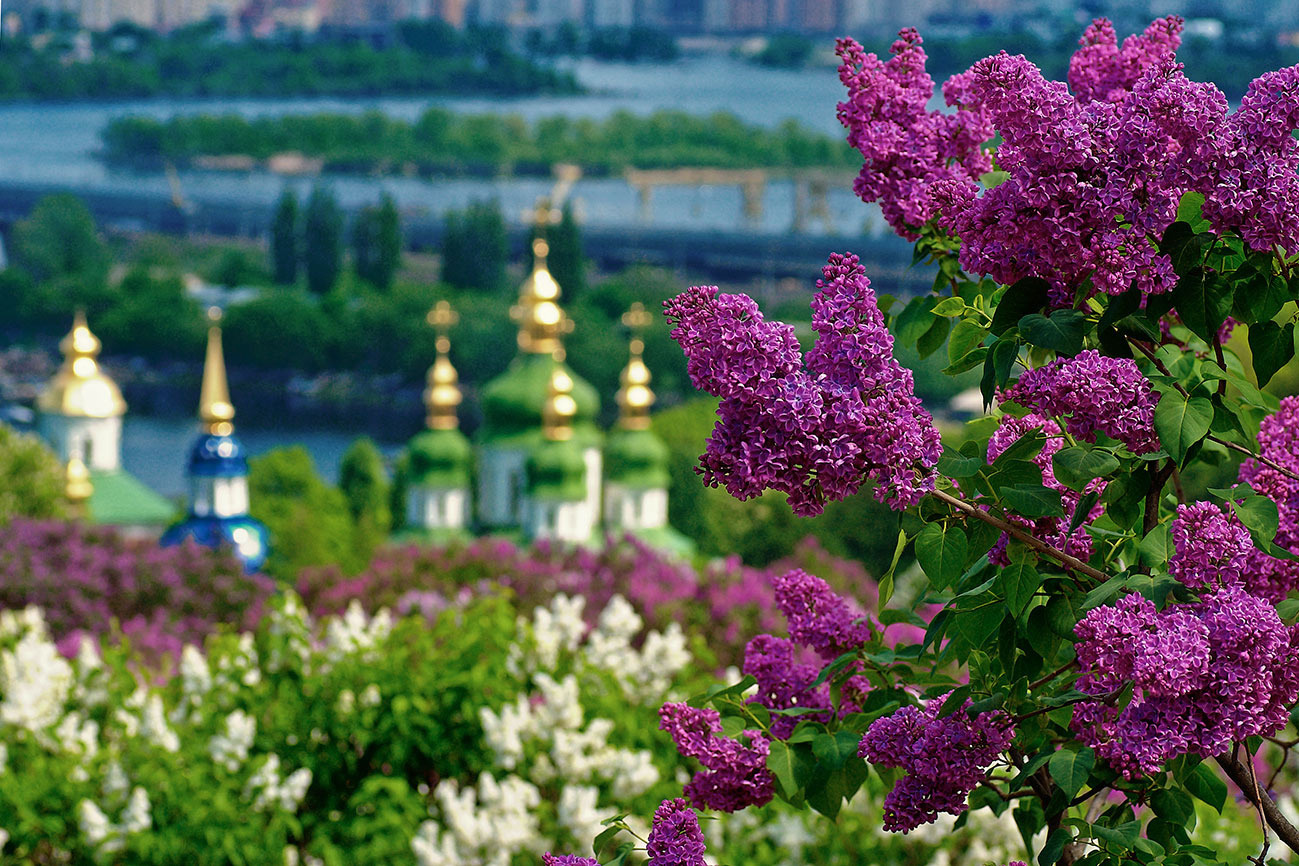 На склонах Днепра Киев, сирень