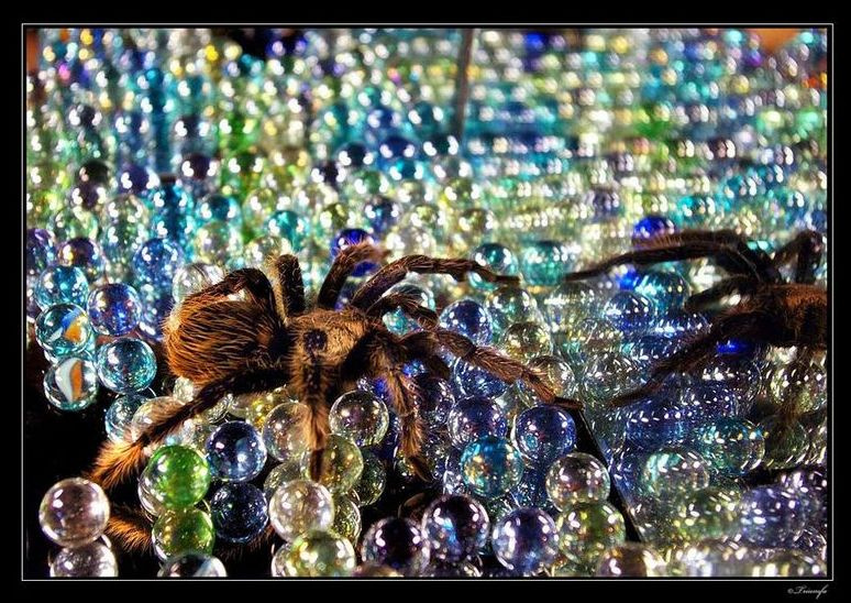 Confusing situation ( TARANTULA ) тарантул, паук, зеркало, стеклянные, шарики, отражение