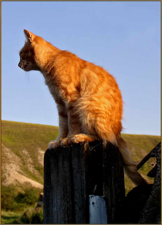 проводы солнца кот закат