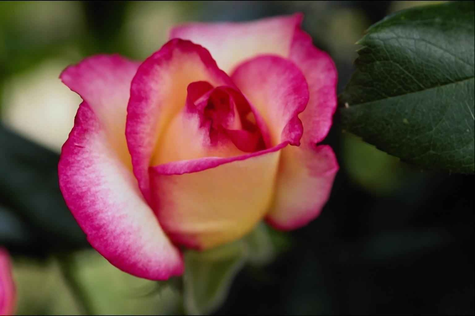 bella_rosa цветы розы flowers