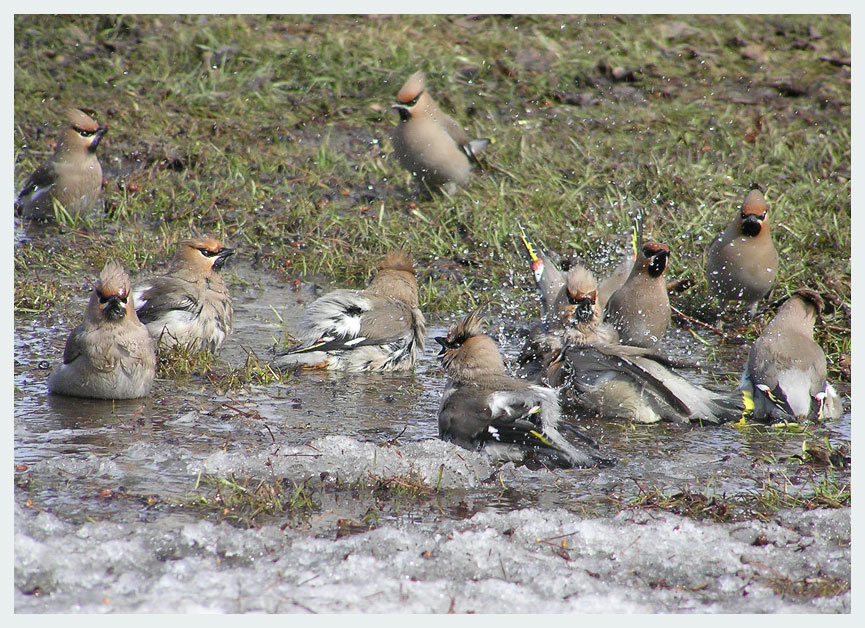 Купание свиристелей свиристель waxwing
