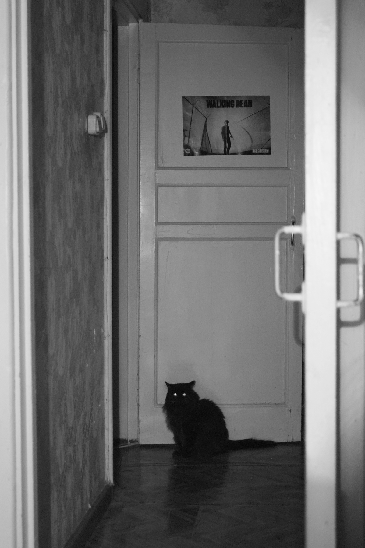 Walking Cat 