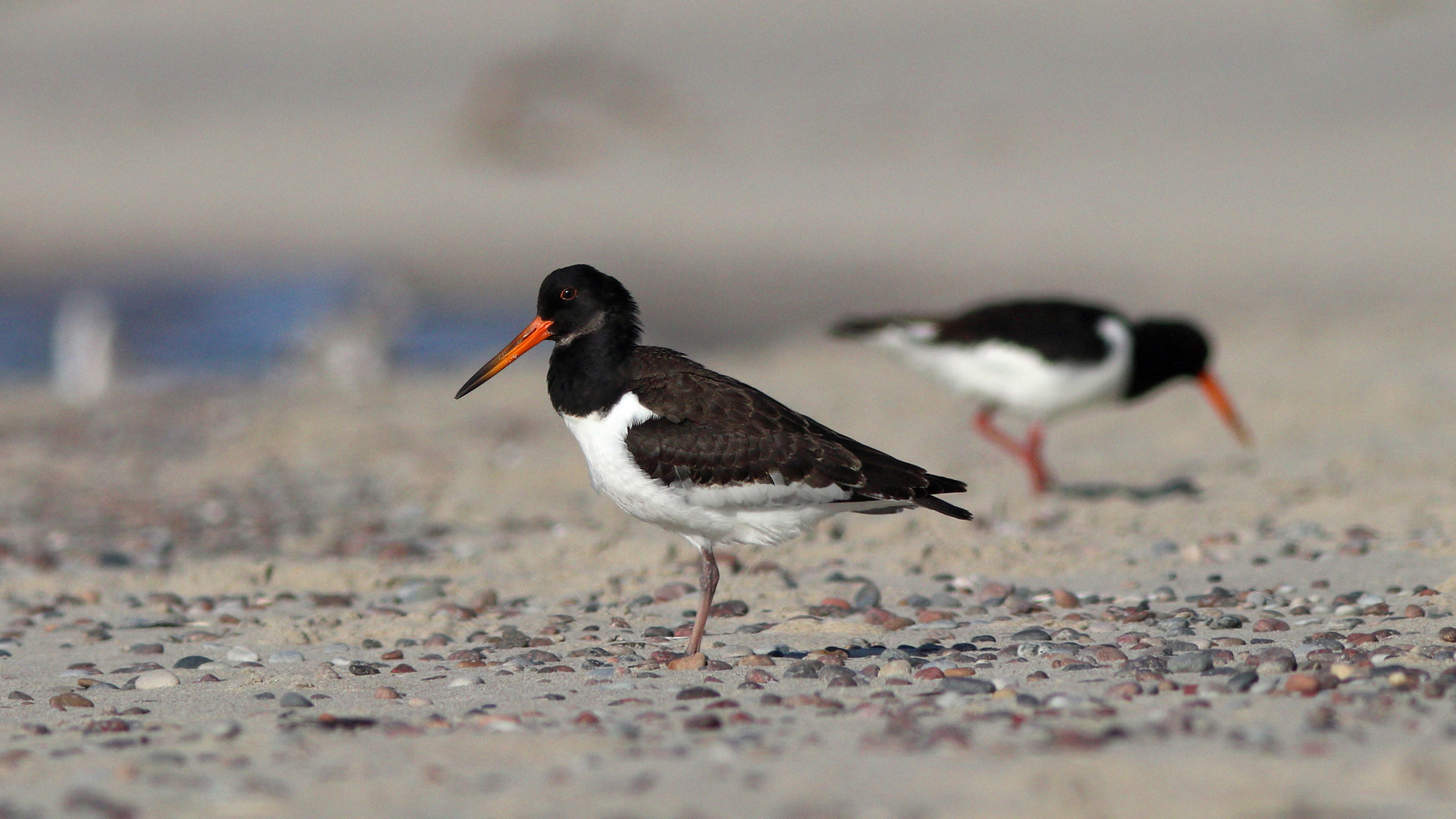 Кулик-сорока Кулик-сорока Haematopus ostralegus Eurasian oystercatcher