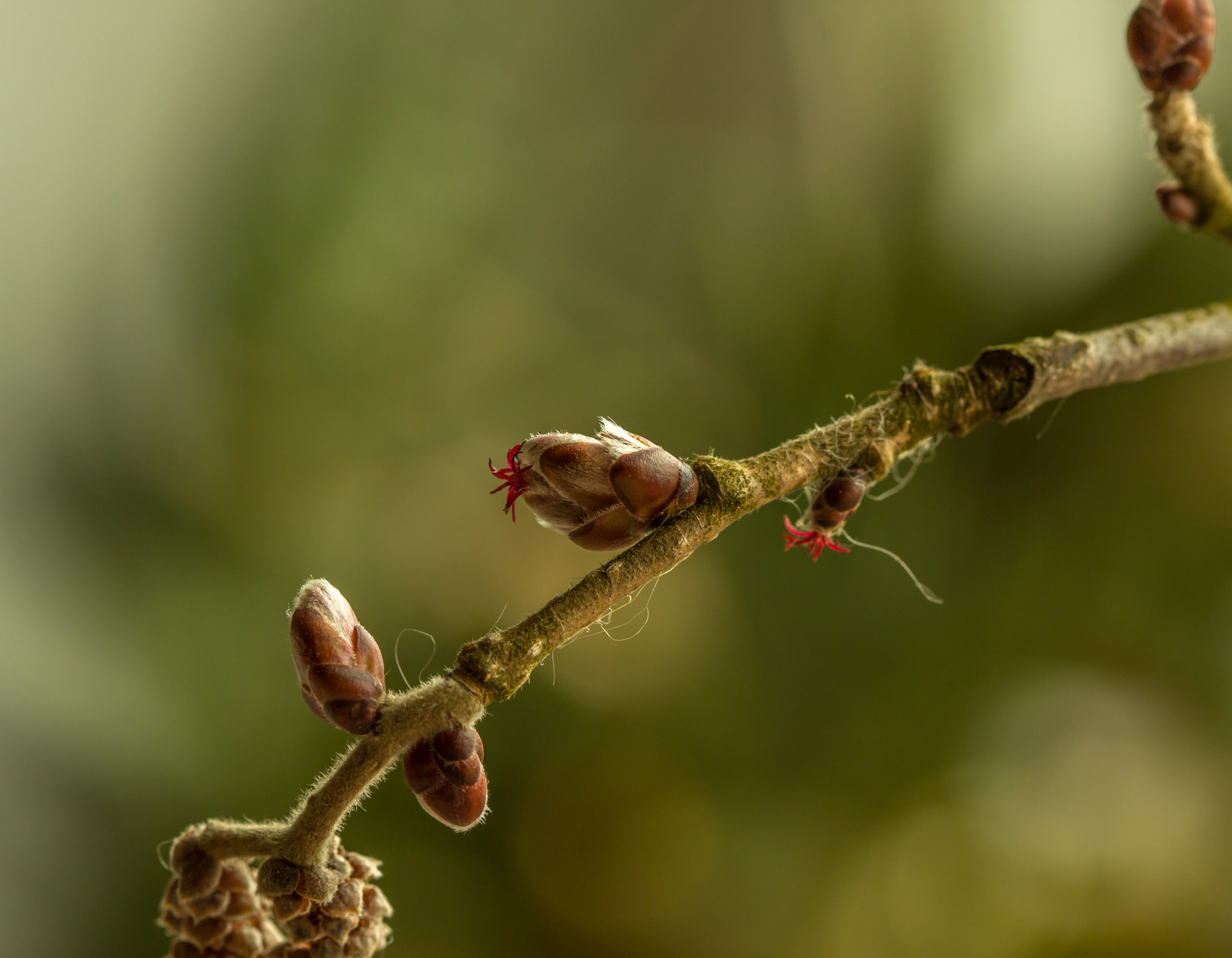 simplicity... природа цветение весна растения