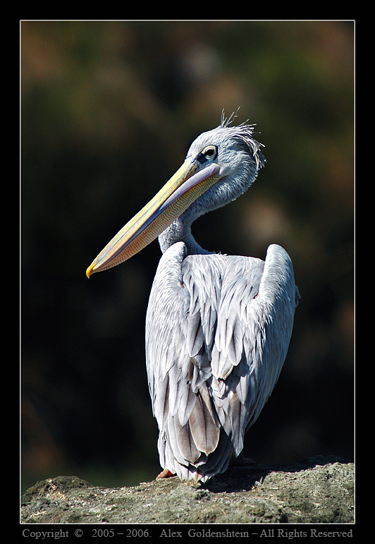 ПЕЛИКАН РЫЖЕВАТЫЙ (Pelecanus rufescens) Африка, Кения, озеро, Найваша