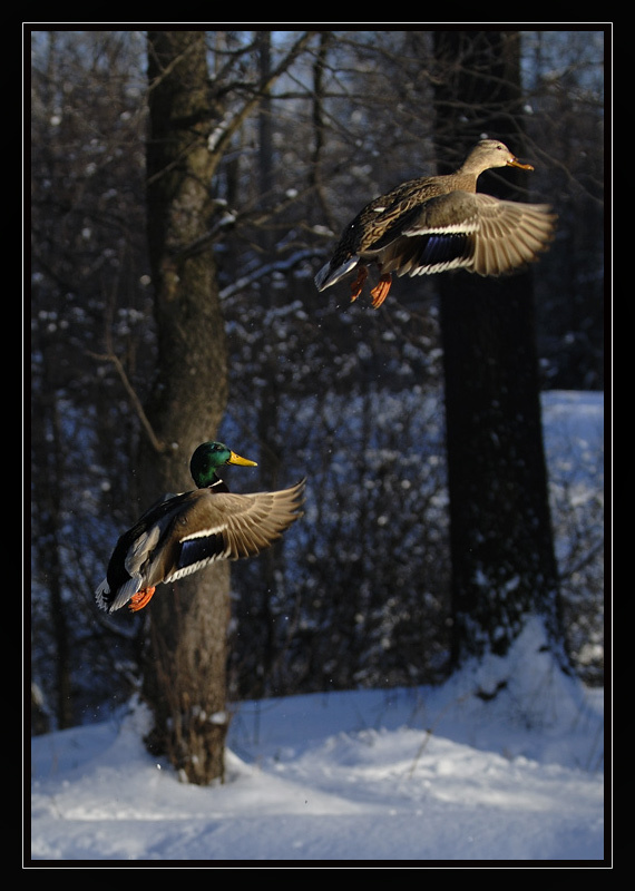 Duck histories 