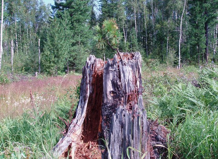 Продолжение жизни... Пейзаж, дерево, природа
