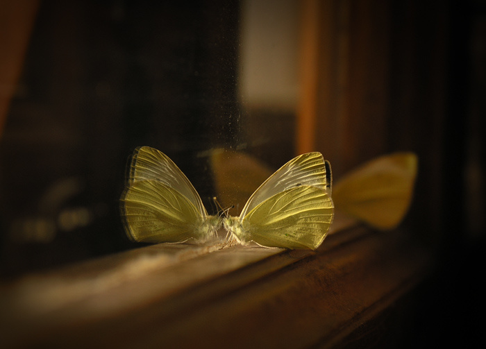 butterflies бабочки, окно
